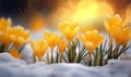 Yellow crocus flowers blooming in snow in the soft morning light, generated by ai Royalty Free Stock Photo