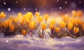 Yellow crocus flowers blooming in snow in the soft morning light, generated by ai Royalty Free Stock Photo