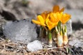 Yellow crocus flowers blooming in spring time