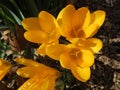 Yellow Crocus Flowers in Early March Royalty Free Stock Photo