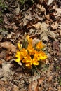 Yellow Crocus flowers emerge from a pile of dead leaves