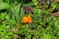 Yellow crocus flowers in garden on spring Royalty Free Stock Photo