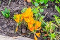 Yellow crocus flowers in garden on spring Royalty Free Stock Photo