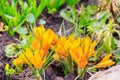 Yellow crocus flowers in garden on spring Royalty Free Stock Photo