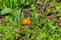 Yellow crocus flowers in garden on spring Royalty Free Stock Photo