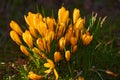 Yellow crocus flowers growing in a flowerbed in a backyard garden during summer. Flowering plants flourishing in a lush