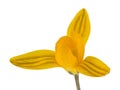 Yellow crocus flowers isolated on white background. Spring flowers Royalty Free Stock Photo