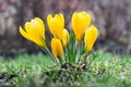 Yellow crocus flowers in the park in springtime Royalty Free Stock Photo