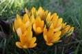 Yellow Crocus flowers in the park