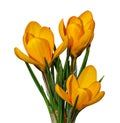 Yellow Crocus flowers in spring isolated on white background. Royalty Free Stock Photo