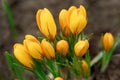 Yellow crocus flowers on a spring meadow. Royalty Free Stock Photo