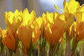Yellow crocus flowers in springtime Royalty Free Stock Photo