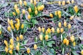 Yellow crocus flowers on an uncultivated meadow