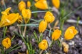 Yellow Crocus flowers Royalty Free Stock Photo