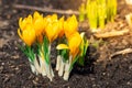 Yellow crocus flowers Royalty Free Stock Photo