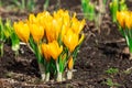 Yellow crocus flowers Royalty Free Stock Photo