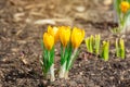 Yellow crocus flowers Royalty Free Stock Photo