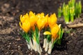 Yellow crocus flowers Royalty Free Stock Photo