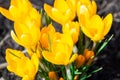 Yellow crocus flowers Royalty Free Stock Photo