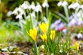 Yellow crocus growing from earth outside.