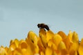 Yellow crocus with honey bee - spring flowers with blue background Royalty Free Stock Photo