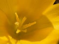 Yellow Crocus Macro