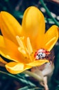 Yellow Crocus And Red Ladybug Insect