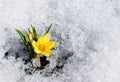 Yellow crocus in snow Royalty Free Stock Photo