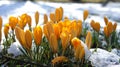 Yellow crocus snow europe Royalty Free Stock Photo