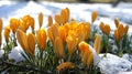 Yellow crocus snow europe