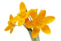 Yellow crocus spring flower Royalty Free Stock Photo