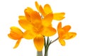 Yellow crocus spring flower Royalty Free Stock Photo