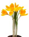 Yellow crocus spring flower Royalty Free Stock Photo