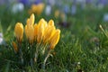 Yellow crocus spring flower