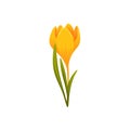 Yellow Crocus. Spring yellow flower. Vector illustration . Royalty Free Stock Photo