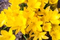 Yellow crocus spring flowers close up Royalty Free Stock Photo