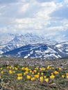 Yellow crocus spring flowers and peak covered with snow Royalty Free Stock Photo