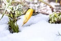 Yellow crocus under the snow. Winter background