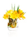 Yellow crocus vernus Royalty Free Stock Photo