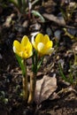 Yellow crocus vernus Royalty Free Stock Photo