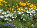 Yellow crocus, white snowdrops, lilac Scilla bithynica flowers on green grass. Spring meadow. Spring cheerful happy mood.