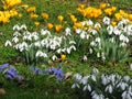 Yellow crocus, white snowdrops, lilac Scilla bithynica flowers on green grass. Spring meadow. Spring happy mood.