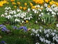 Yellow crocus, white snowdrops, lilac Scilla bithynica flowers on green grass. Spring meadow. Spring happy mood.