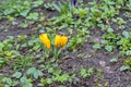 Yellow crocuses as a spring sign Royalty Free Stock Photo