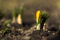 Yellow crocuses bloom in the garden, early spring flowers, background