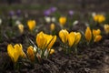 Yellow crocuses bloom in the garden on a flowerbed on a sunny spring day. Bright flowers purple, yellow and white crocuses are Royalty Free Stock Photo