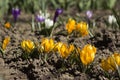 Yellow crocuses bloom in the garden on a flowerbed on a sunny spring day. Bright flowers purple, yellow and white crocuses are Royalty Free Stock Photo