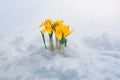 Yellow crocuses bloomed in the snow in early spring, the first spring flowers Royalty Free Stock Photo