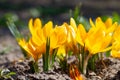 Yellow crocuses bloomed in the sunlight