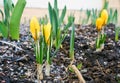 Yellow crocuses blooming Royalty Free Stock Photo